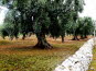 1 Uralte Olivenbäume